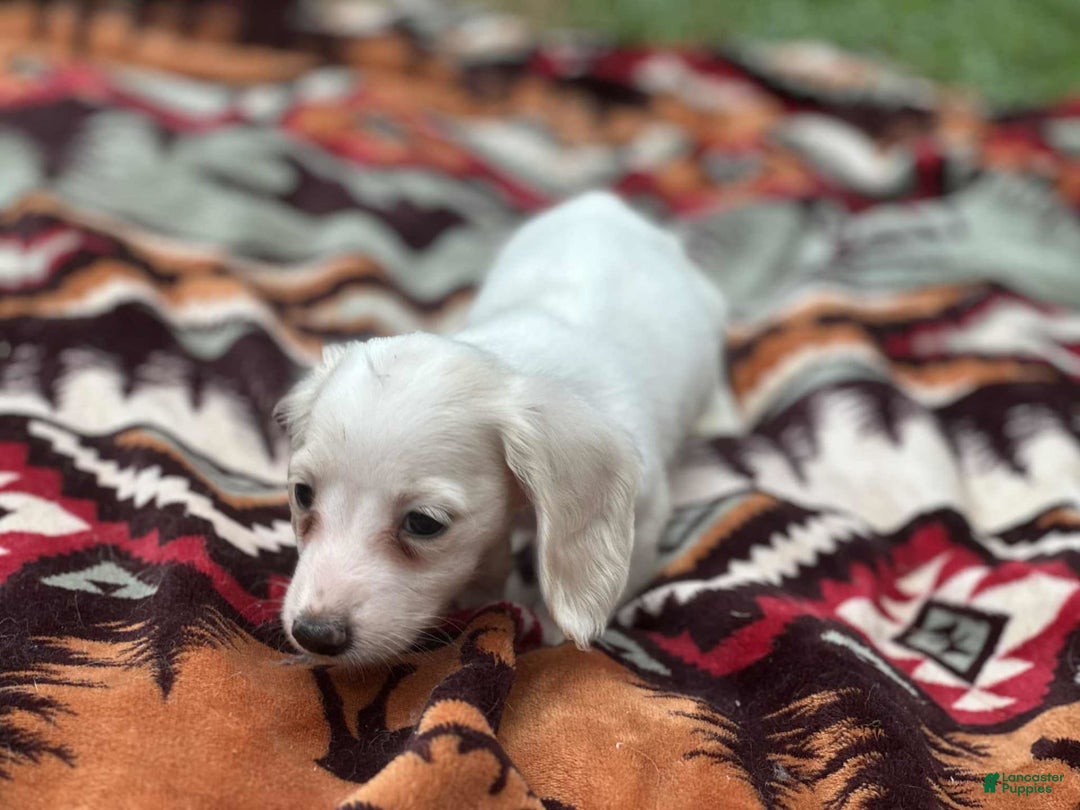 Miniature Dachshund dogs for sale: Marshmallow - Image 4
