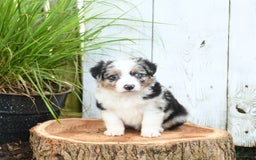 Miniature Australian Shepherd dogs for sale: Hank - Image 1