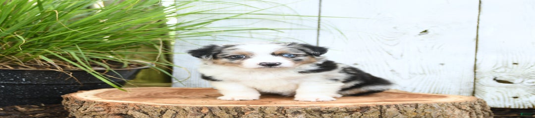 Hank