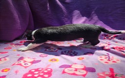 Border Collie dogs for sale: Fang - Image 6