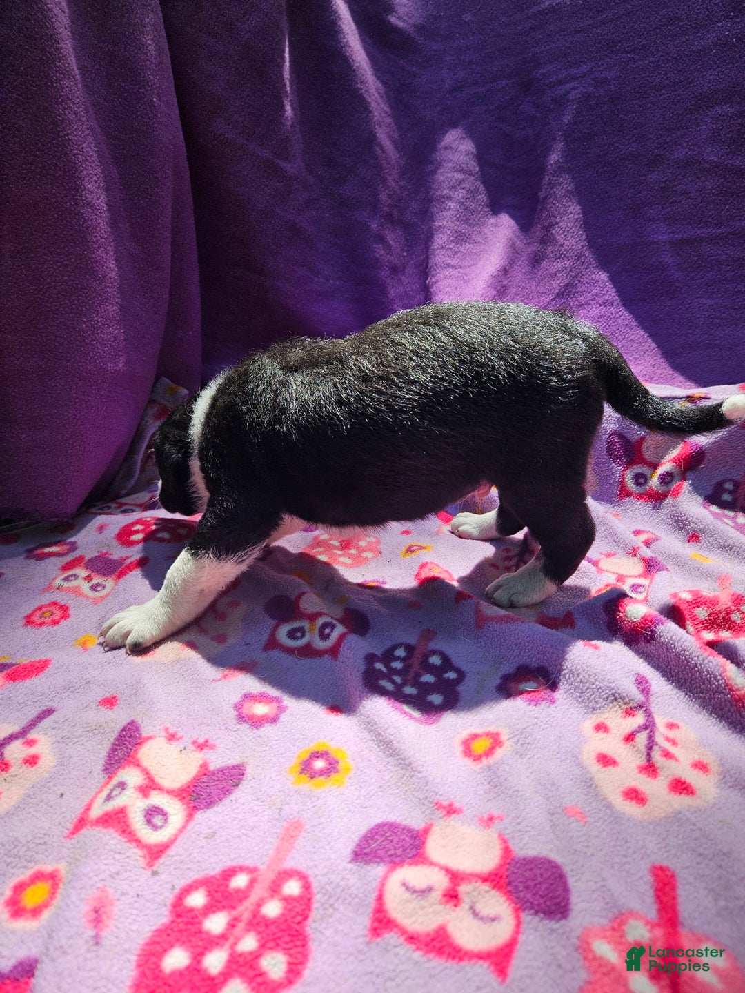 Border Collie dogs for sale: Fang - Image 6