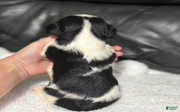 Cavalier King Charles Spaniel dogs for sale: Harlen - Image 5