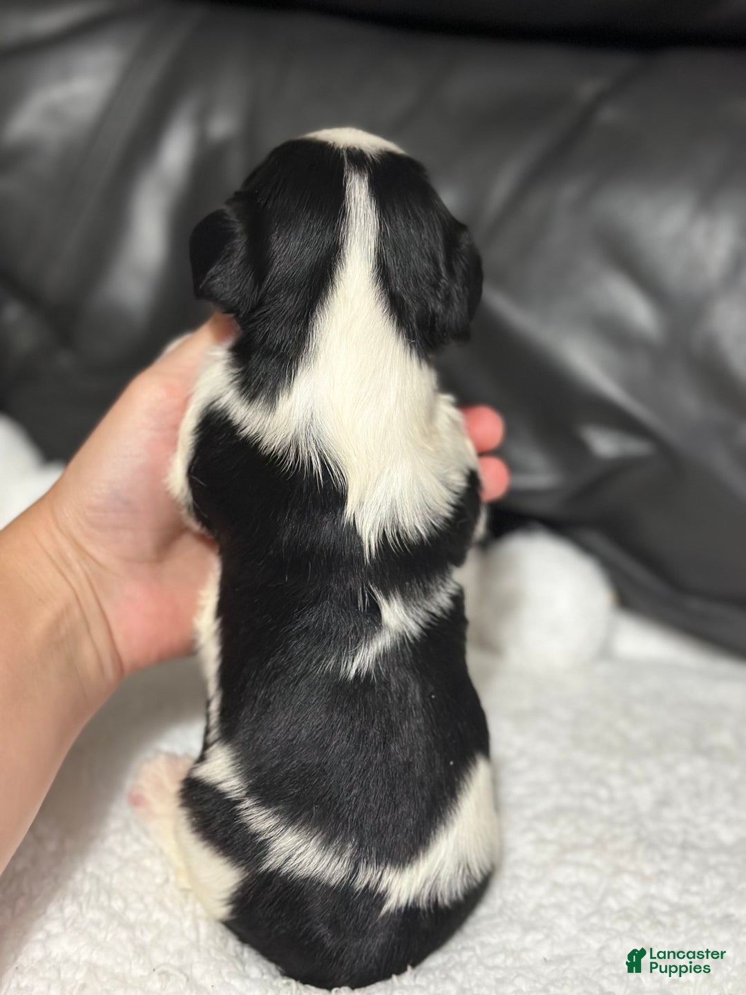 Cavalier King Charles Spaniel dogs for sale: Harlen - Image 5
