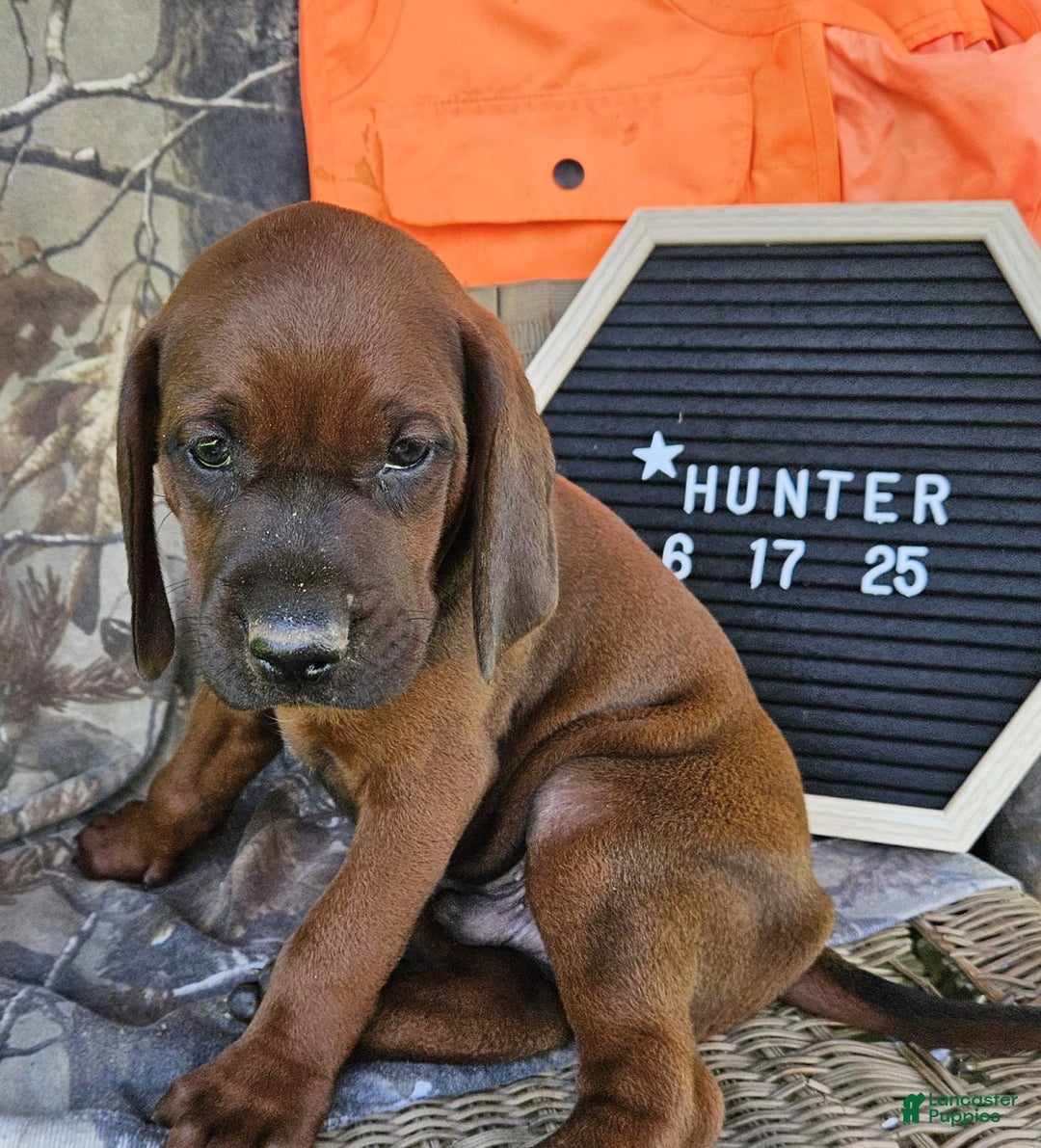 Redbone Coonhound dogs for sale: Hunter - Image 3
