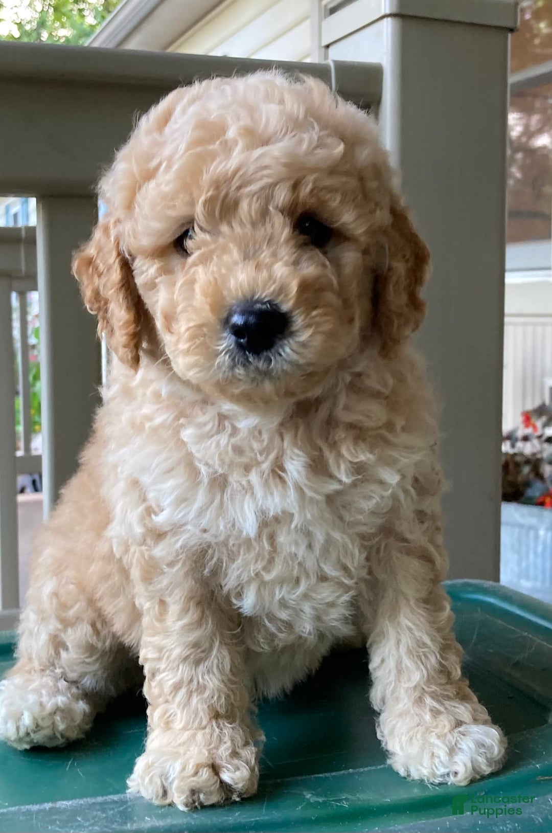 Labradoodle dogs for sale: Douglas - Image 9