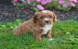 Cavapoo dogs for sale: Cocoa - Image 1