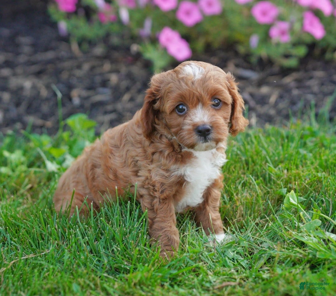 Cavapoo dogs for sale: Cocoa - Image 1