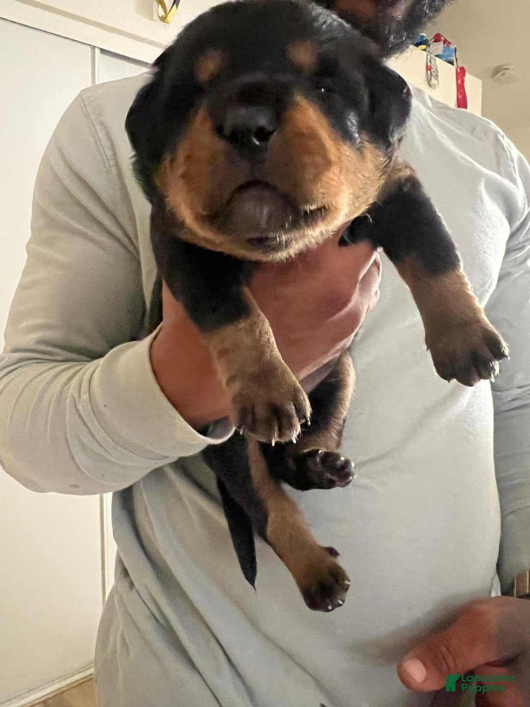 Bernese Mountain Dog dogs for sale: Heaven - Image 1