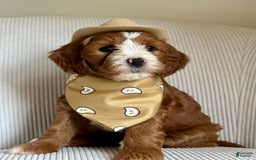 Mini Goldendoodle dogs for sale: Ranger - Image 4