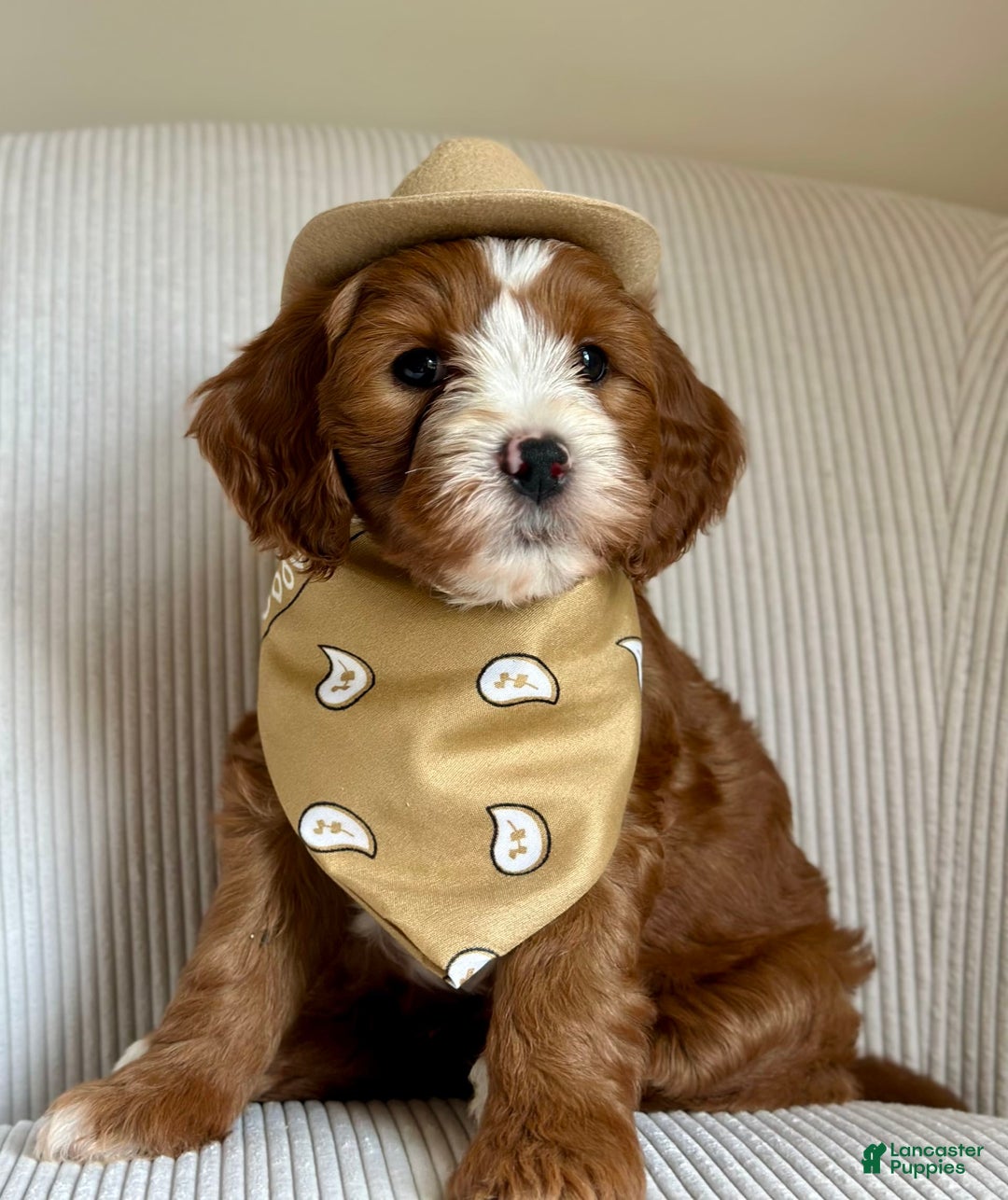 Mini Goldendoodle dogs for sale: Ranger - Image 4