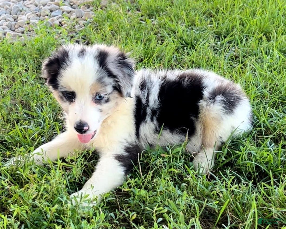 Australian Shepherd dogs for sale: Blue - Image 1