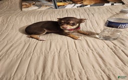 Chihuahua dogs for sale: Toy Bella - Image 4