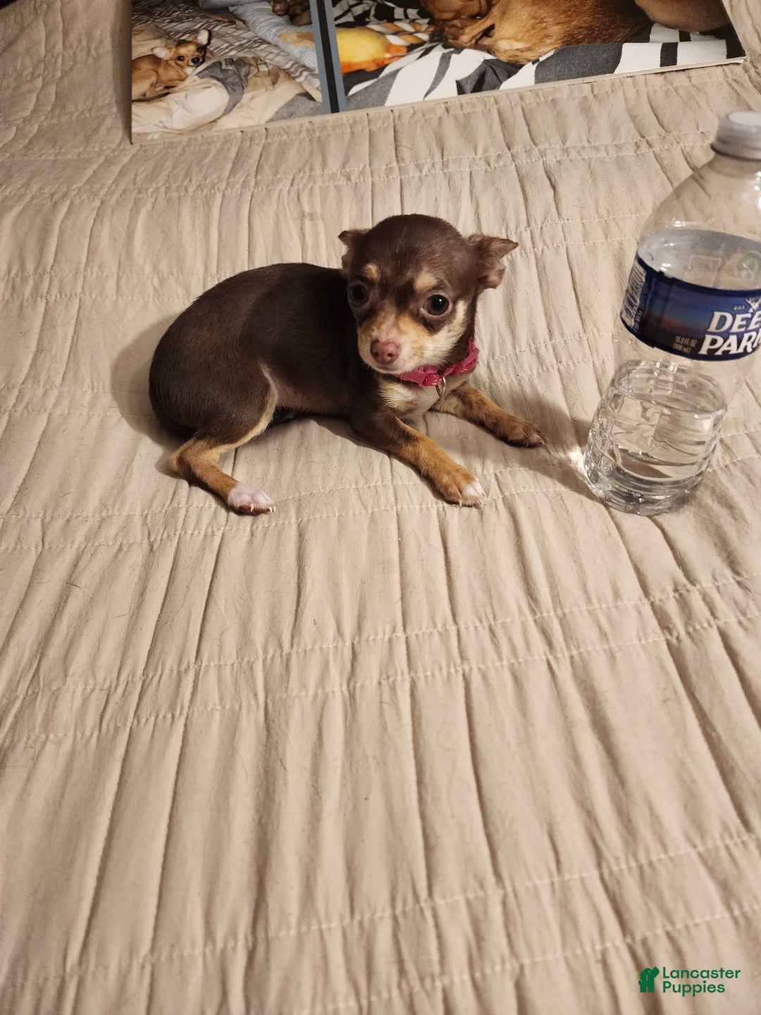 Chihuahua dogs for sale: Toy Bella - Image 4