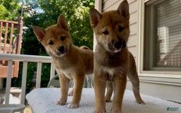 Shiba Inu dogs for sale: Juno - Image 4