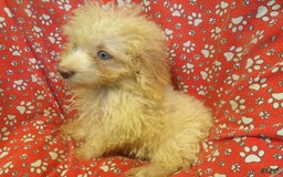Aussiedoodle dogs for sale: RUNTZ - Image 3