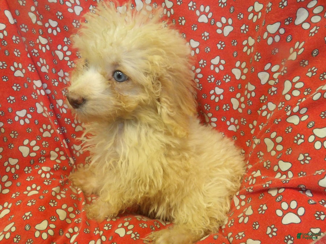 Aussiedoodle dogs for sale: RUNTZ - Image 3