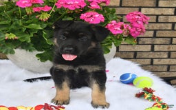 German Shepherd dogs for sale: Alex - Image 5