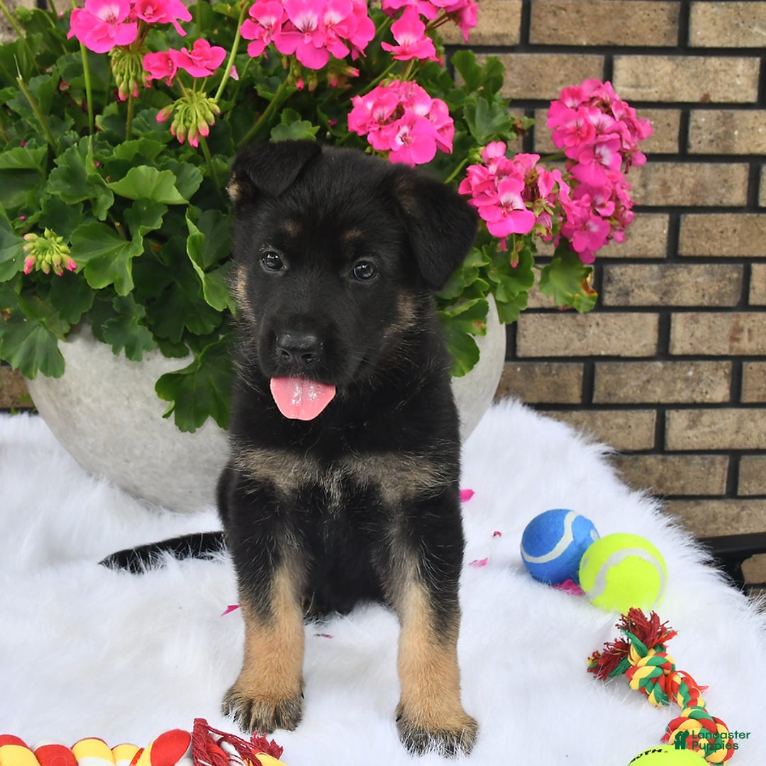German Shepherd dogs for sale: Alex - Image 5