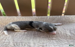 Bernedoodle dogs for sale: 3 - Image 1