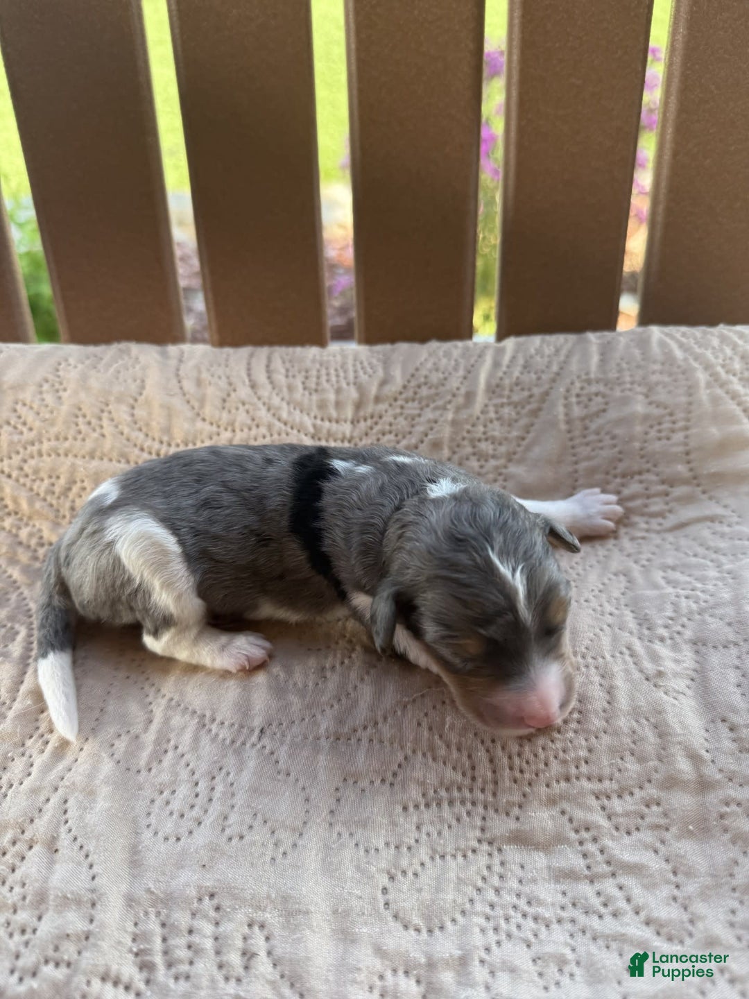 Bernedoodle dogs for sale: 3 - Image 1