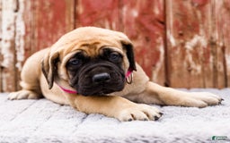 English Mastiff dogs for sale: Hadley - Image 18