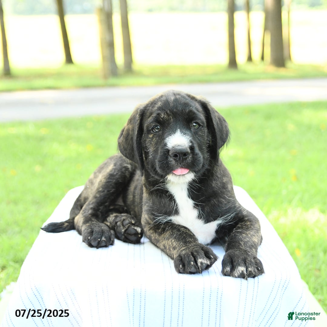 Cane Corso dogs for sale: Moose - Image 3