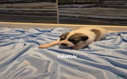 Great Pyrenees dogs for sale: Black - Image 3