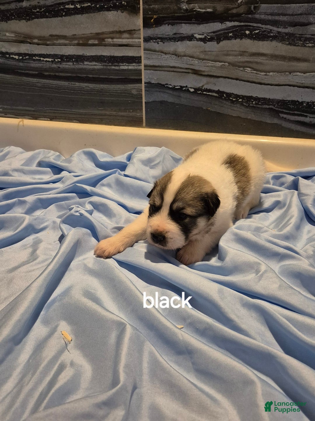 Great Pyrenees dogs for sale: Black - Image 3