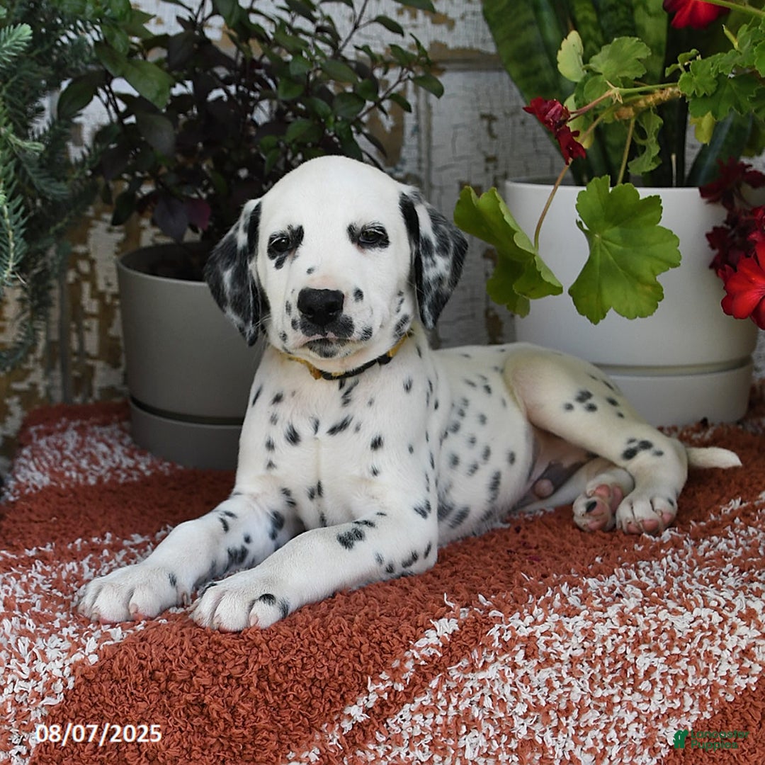 Dalmatian dogs for sale: Dalmatian 12 puppies - Image 9