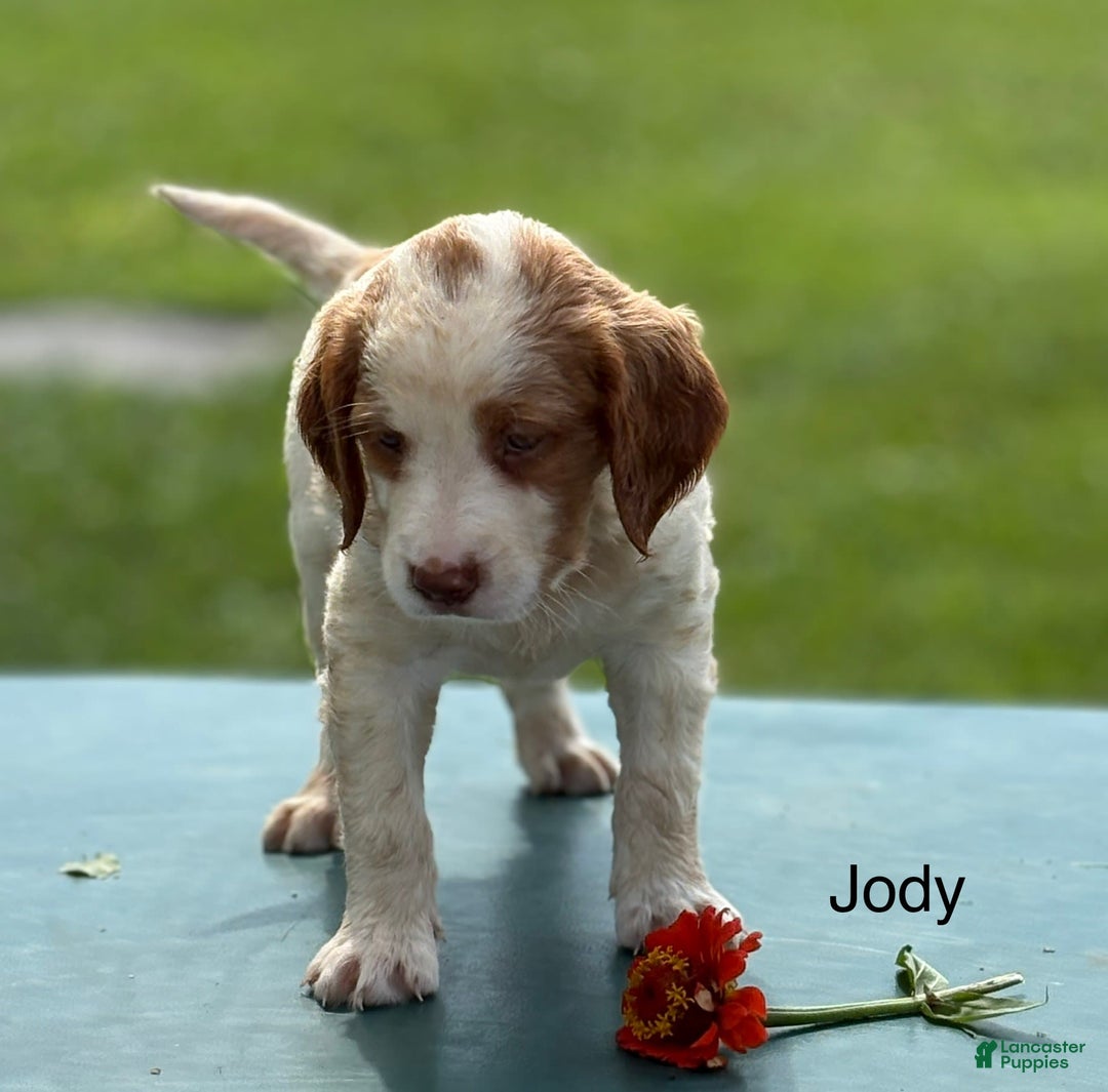 Brittany Spaniel dogs for sale: Jody - Image 1