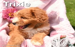Cavapoo dogs for sale: Trixie - Image 2