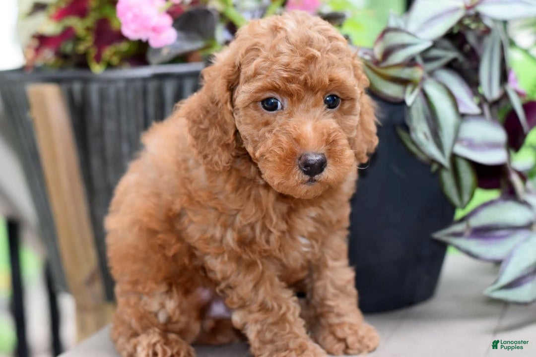 Miniature Poodle dogs for sale: Leo - Image 4