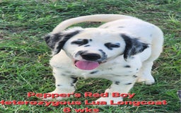Dalmatian dogs for sale: Peppers Red Boy - Image 6