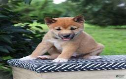 Shiba Inu dogs for sale: Buckaroo - Image 1