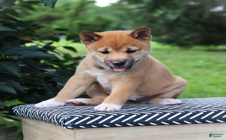 Shiba Inu dogs for sale - Ad 2