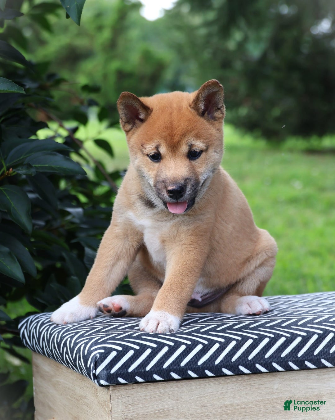 Shiba Inu dogs for sale: Buckaroo - Image 1