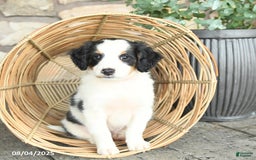 Mini Bernedoodle dogs for sale: Girlie - Image 5