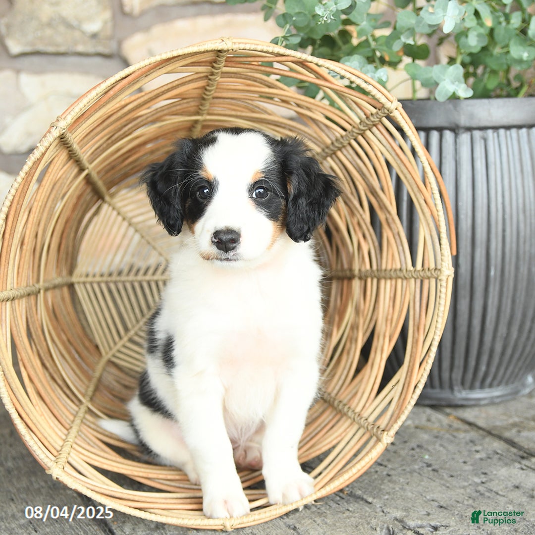 Mini Bernedoodle dogs for sale: Girlie - Image 5