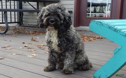 Cockapoo dogs for sale: Isabelle - Image 10