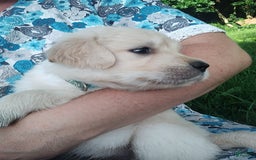 Golden Retriever dogs for sale: Picasso - Image 31