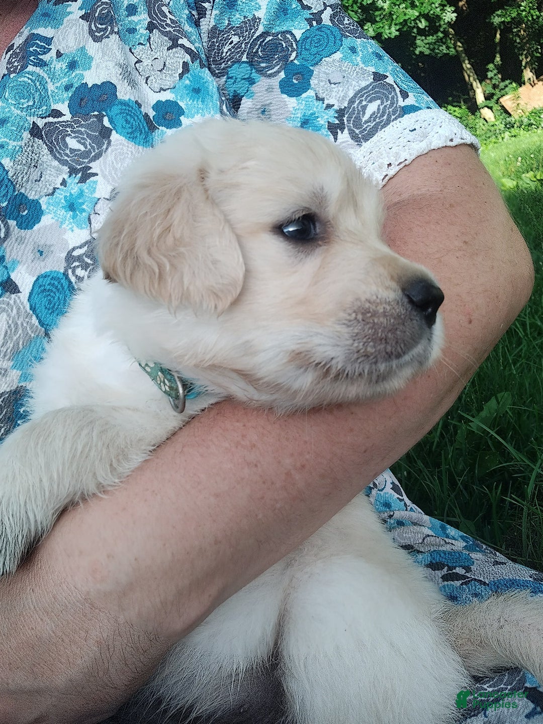 Golden Retriever dogs for sale: Picasso - Image 31
