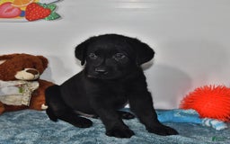 Labrador Retriever dogs for sale: Carter - Image 9