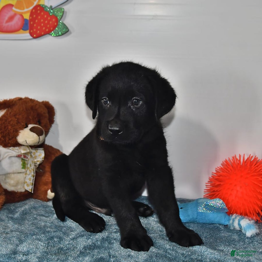 Labrador Retriever dogs for sale: Carter - Image 9