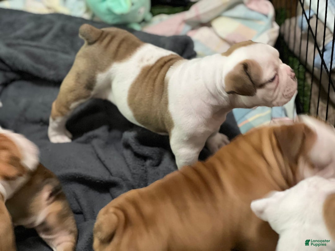 Olde English Bulldogge dogs for sale: Lil Man - Image 2