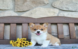 Welsh Corgi Pembroke dogs for sale: Bria - Image 3