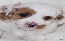 Cavapoo dogs for sale: Milkyway - Image 7