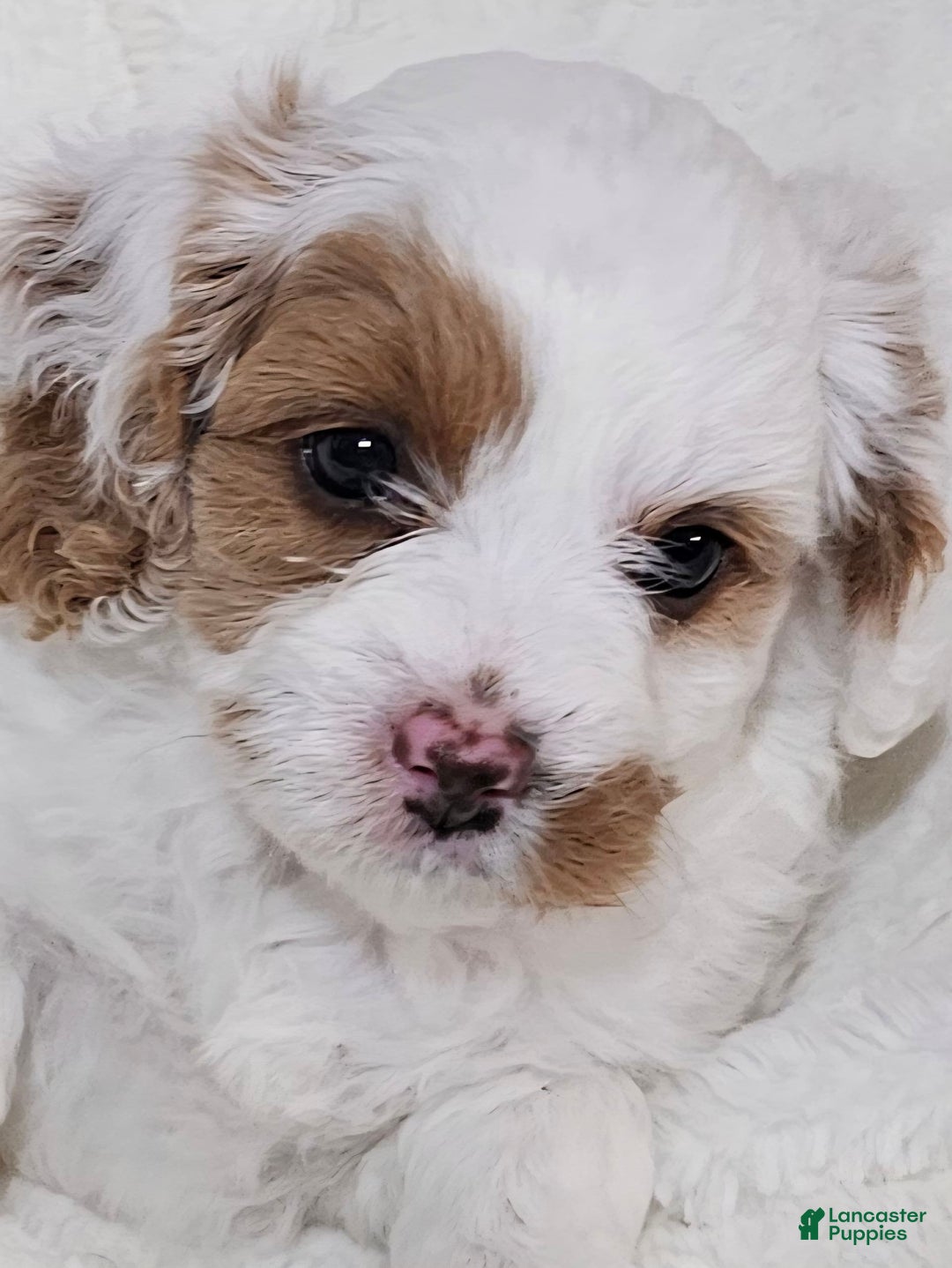 Cavapoo dogs for sale: Milkyway - Image 7