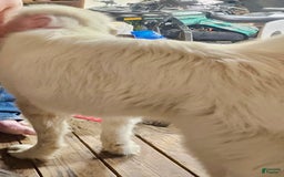 Great Pyrenees dogs for sale: Whiskey - Image 3