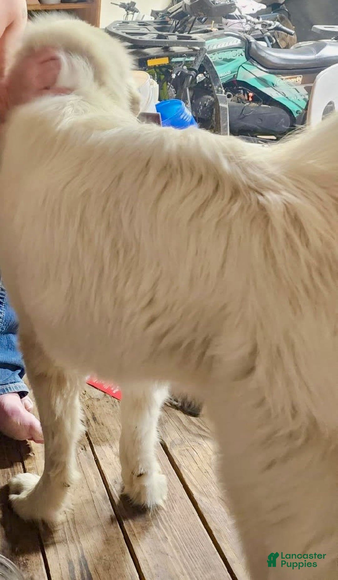 Great Pyrenees dogs for sale: Whiskey - Image 3