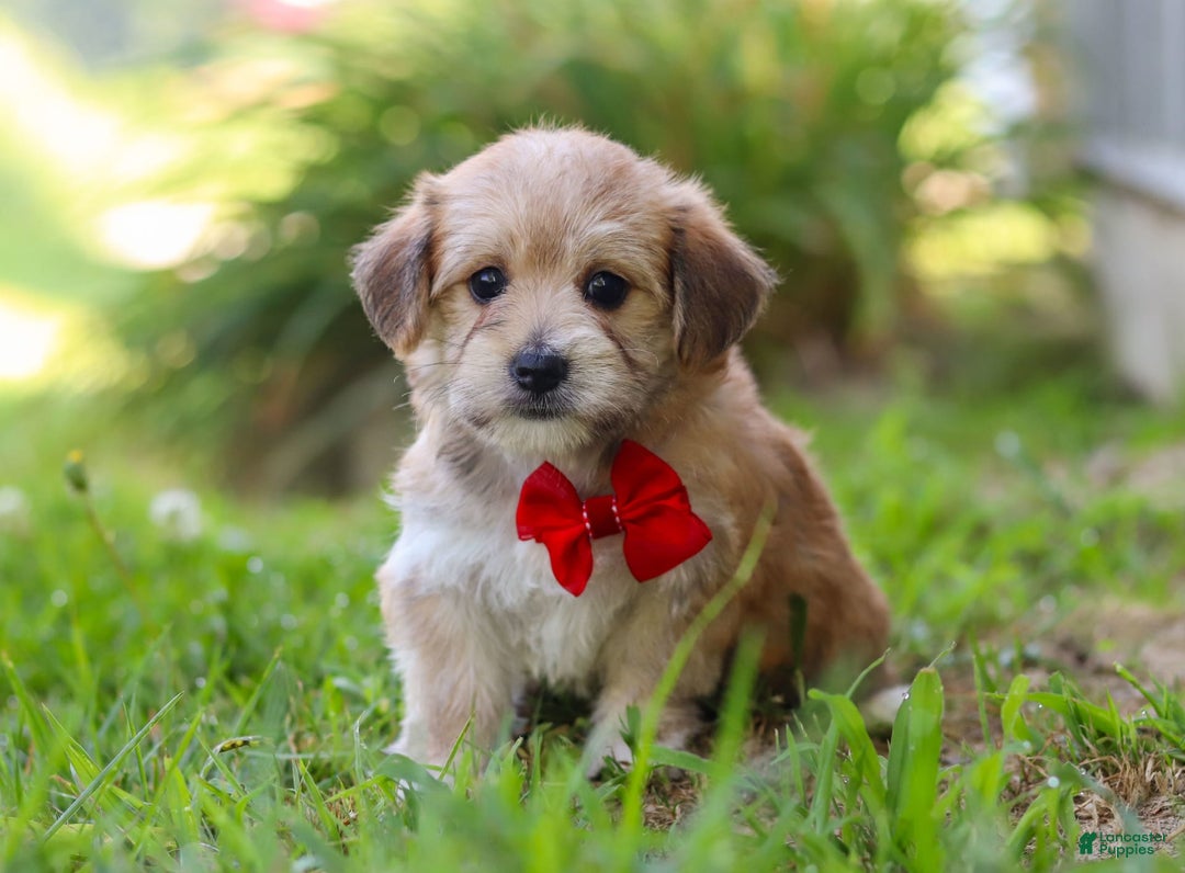 Morkie dogs for sale: Kelvin - Image 5